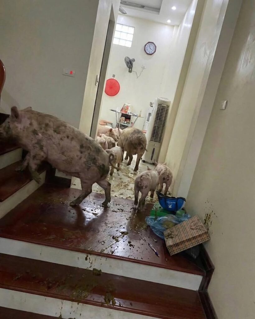 Nuôi con 4 năm ăn học đại học Hệ thống thông tin & Trí tuệ nhân tạo chất lượng cao và cái kết