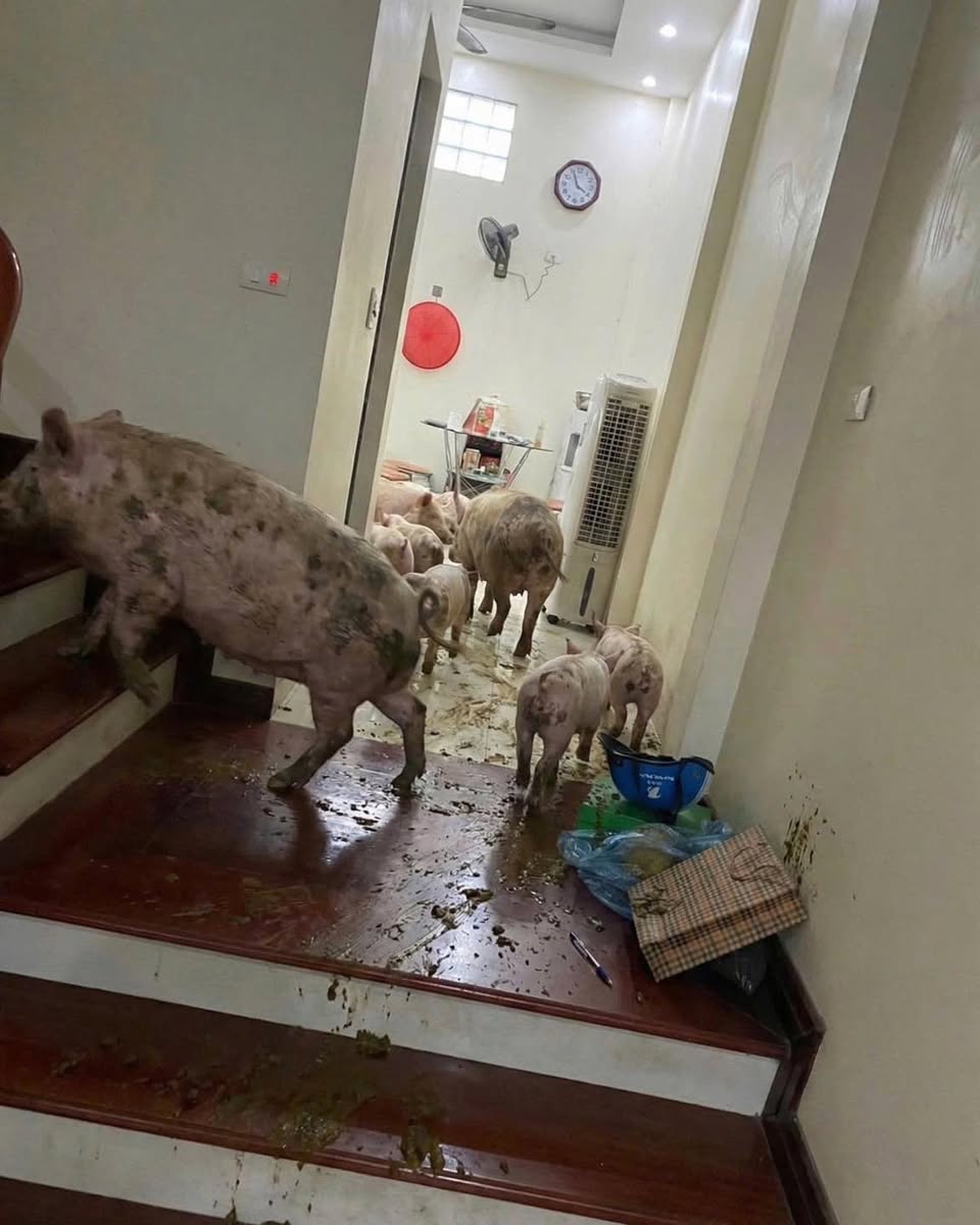 Nuôi con 4 năm ăn học đại học Hệ thống thông tin & Trí tuệ nhân tạo chất lượng cao và cái kết