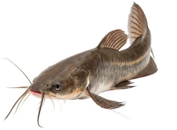 Cá trê khổ nhất lúc này