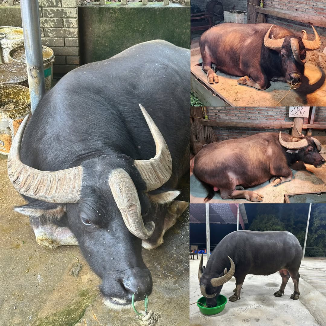 Độc lạ con trâu nặng 1 tấn có 3 sừng ở Việt Nam, khẩu phần ăn mỗi ngày hơn 300 ngàn