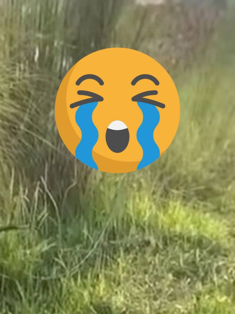 Vụ việc được camera ghi lại tại 1 khu đất trống H:O:T nhất CĐM mấy ngày nay