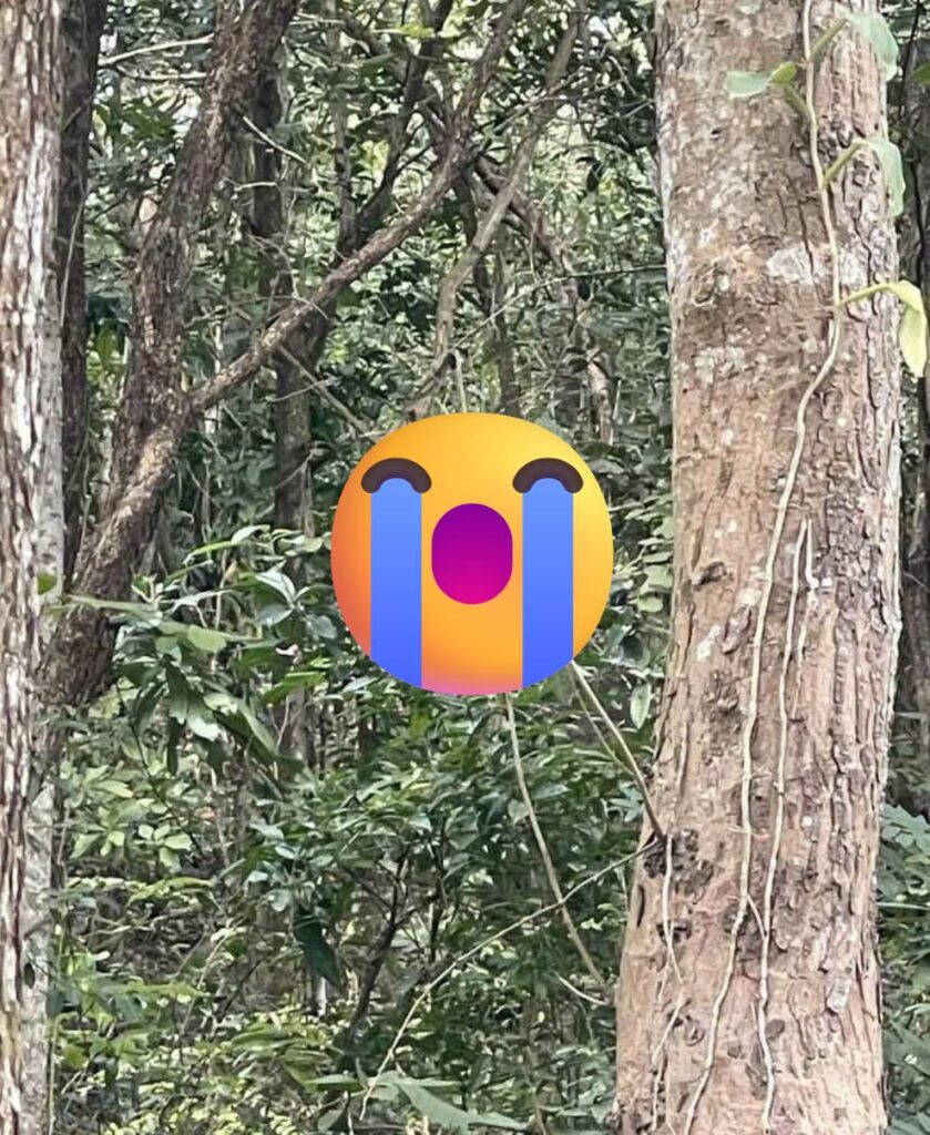 Núi Dinh,Vũng Tàu: Nơi lạnh nhất lúc này,cân nhắc khi xem