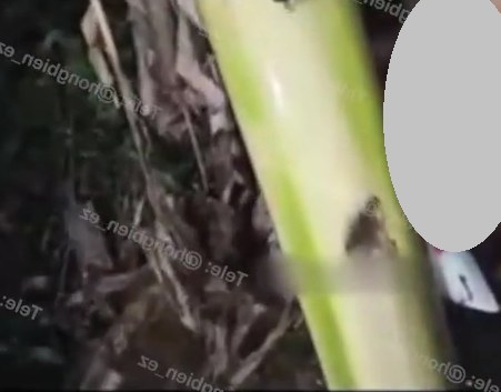 Vjdeo sự việc tại một góc vườn