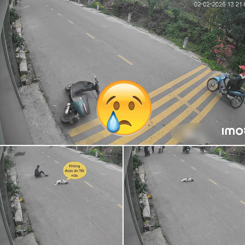 Trích xuất camera hành trình ghi lại cảnh k:inh h:oàng, chú ch:ó nam im thinthit