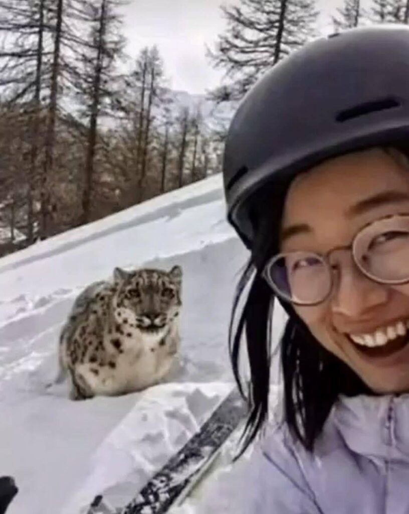 Cô gái chụp ảnh với báo tuyết chỉ vài giây trước khi ….