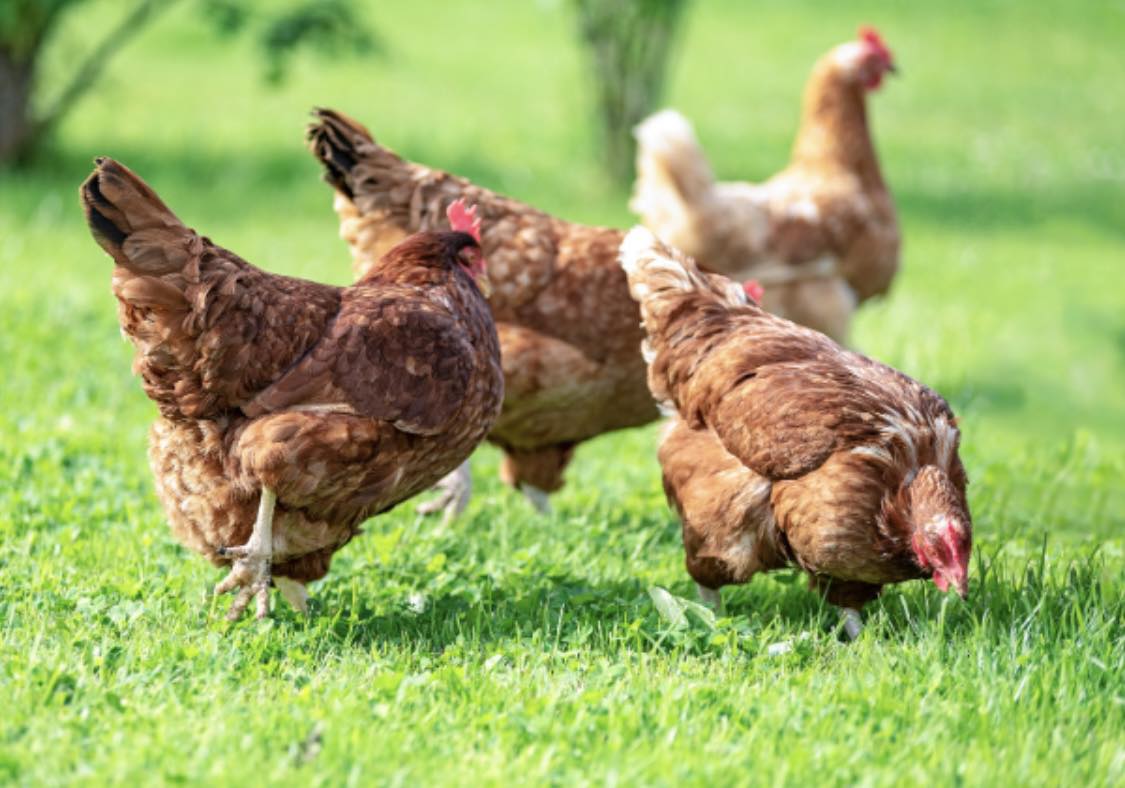 Vjdeo chi tiết sự việc 8 con ga