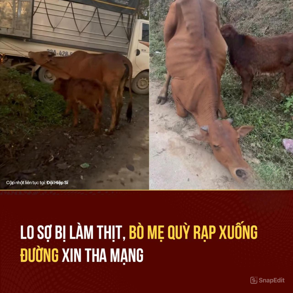 Vjdeo chi tiết sự việc Bò mẹ q/uỳ l/ạy gia chủ