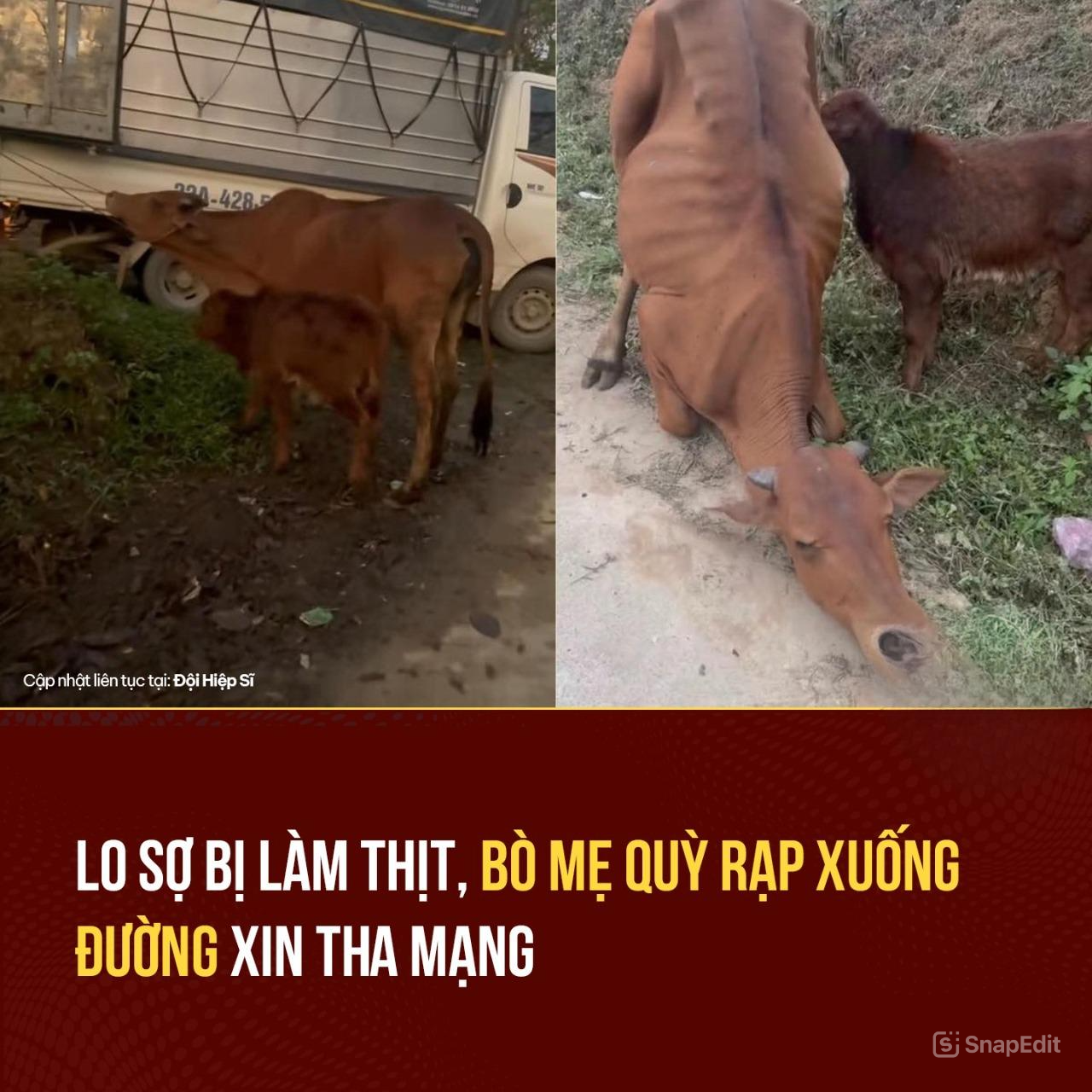 Vjdeo chi tiết sự việc Bò mẹ q/uỳ l/ạy gia chủ