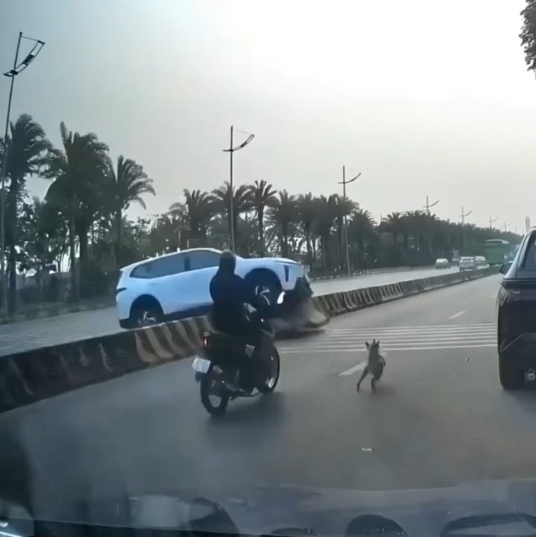 Tránh 4 chân gặp ngay 4 bánh