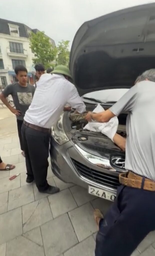 1 Bé Na vừa to vừa dài chui vào xe ô tô trú cho mát