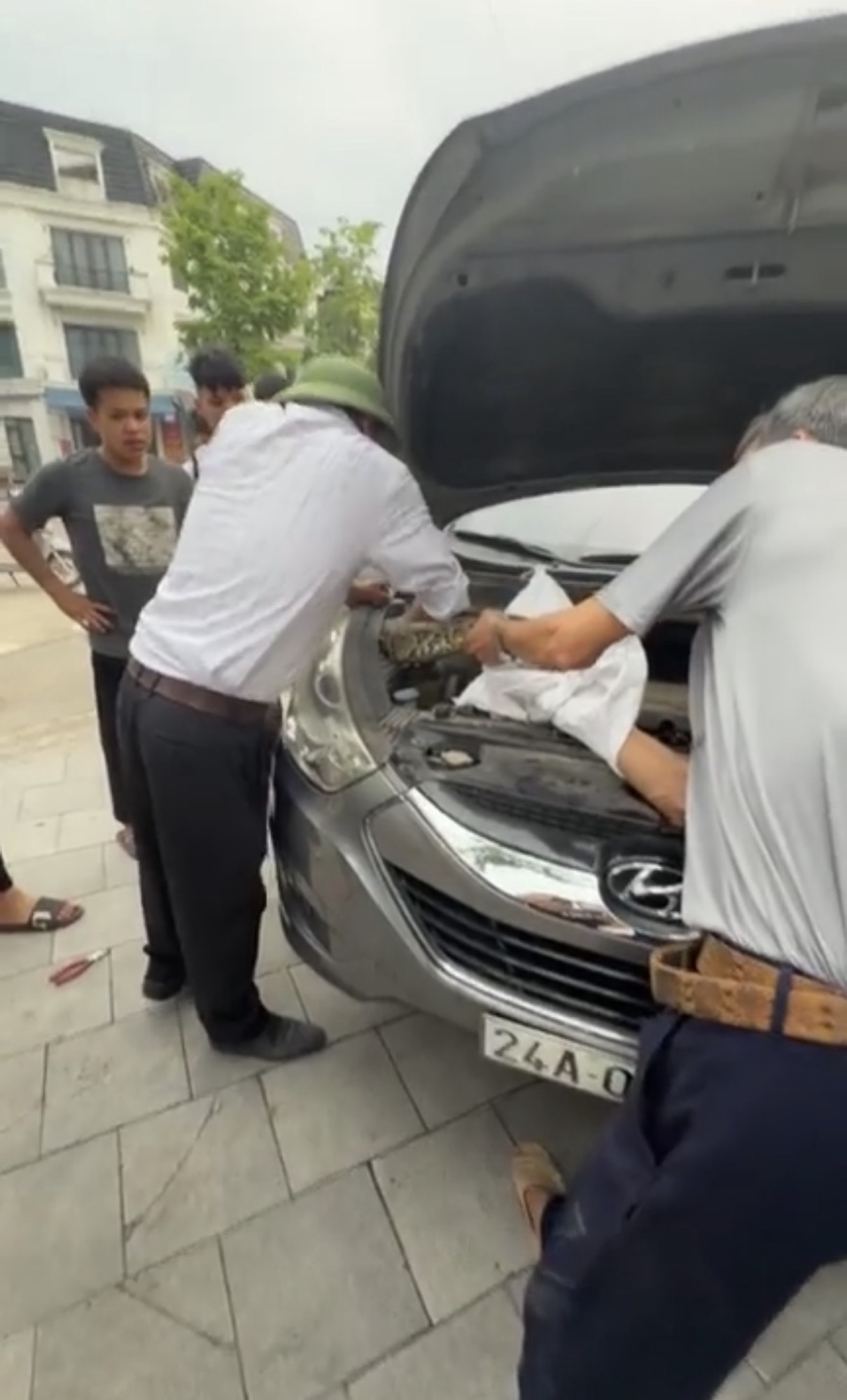 1 Bé Na vừa to vừa dài chui vào xe ô tô trú cho mát