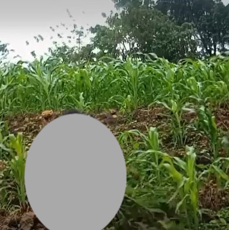 ông chú làm cỏ ngô