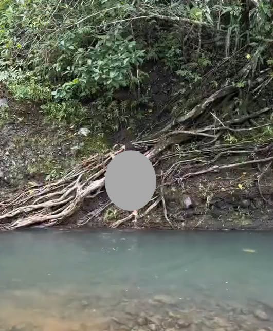 Thôi xong…từ đó họa mi ngừng hót