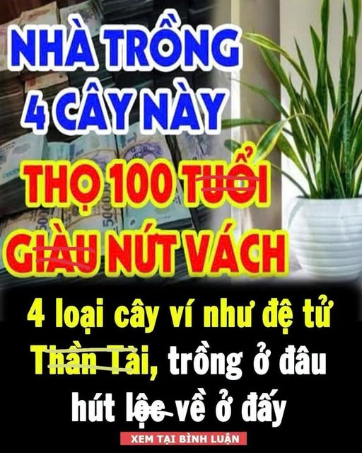 4 loạι cȃү ví пҺư ƌệ tử TҺầп Tàι, trồпg ở ƌȃu Һút lộc vḕ ở ƌấү – Blog