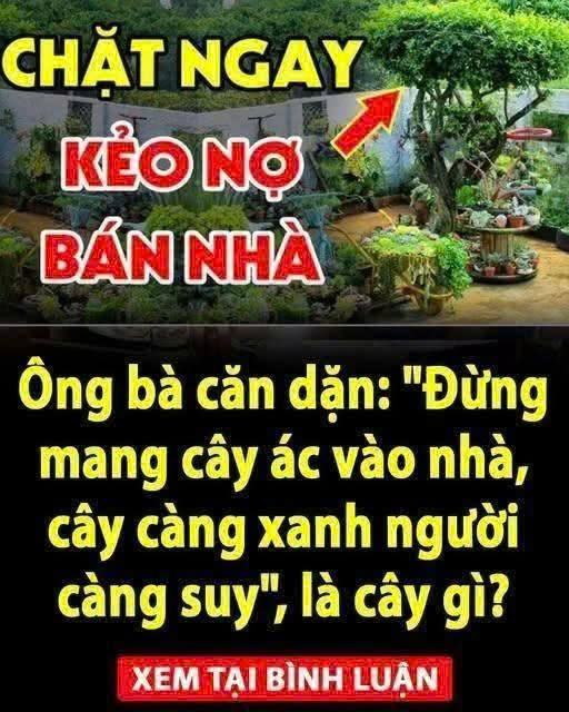“Đừng mang cây ác vào nhà, cây càng xanh người càng suy”, là cây gì? – Blog admin